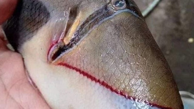 Türkan Şoray dudaklı balık görenleri hayrete düşürdü