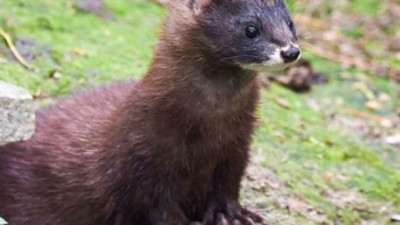 100 bin vizon öldürülecek