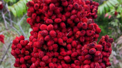 Sofranızdan eksik etmeyin! DNA’yı güçlendiriyor, kansere karşı kalkan oluyor