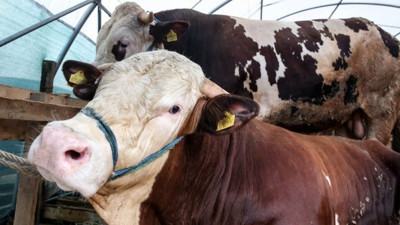 Kurban Bayramı ile ilgili merak edilen sorunun cevabı geldi