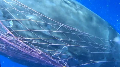 12 metrelik balığın ağla savaşı