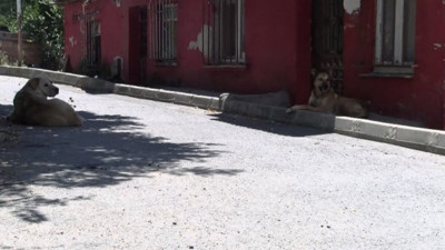 Hayvansever ailenin evini taşladılar! Sebebi şok etti