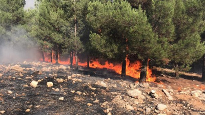 Şanlıurfa'da korku saçan orman yangını