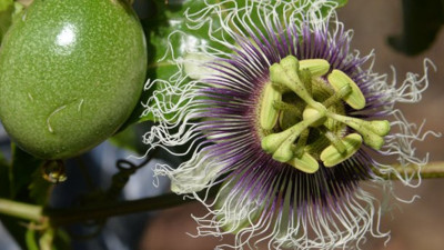 Hülya Avşar'dan Gülben Ergen'e kadar bir çok ünlü yiyor! Genç kalmak isteyenlerin meyvesi