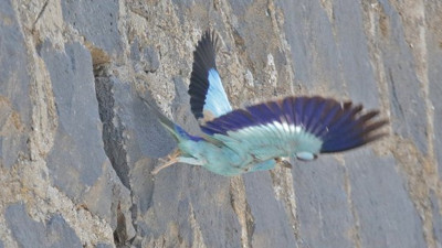 Duvardaki su kanalları yırtıcı kuşların yuvası oldu