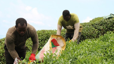 Hem okuyor hem para kazanıyorlar! Çaylar üniversiteli Afrikalılardan