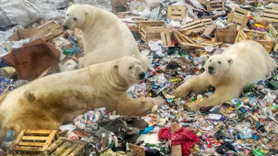 Dünya’dan bir tür daha yok olacak 22. yüzyılı göremeyecek