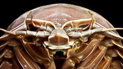 Hiçbir şey yemeden 5 yıl yaşayabiliyor! Okyanusun dibinde hamam böceği var