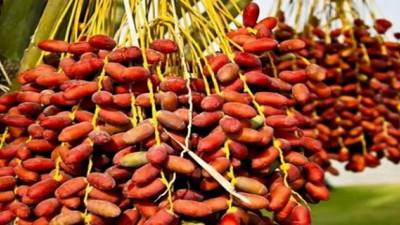 1 haftada göbek yağlarını eriten hurma diyeti