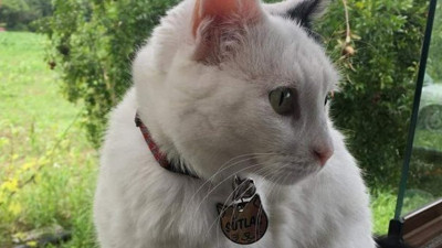 Vicdansızlar! Felçli kediyi tek kurşunla öldürdüler