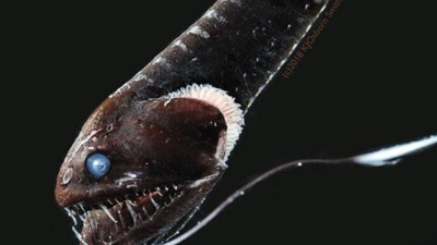 Bilim insanları okyanusların en siyah balığının görünmezlik yeteneğine ışık tuttu