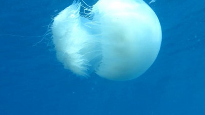 Profesörden denizanası uyarısı! Değdiği yere bu tedaviyi uygulayın