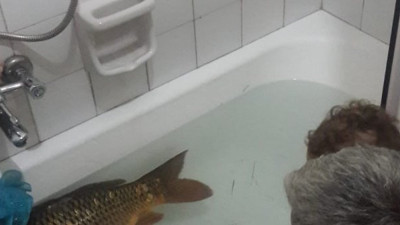 11 kiloluk sazanı küvette besledi, sonra saldı bakın neden