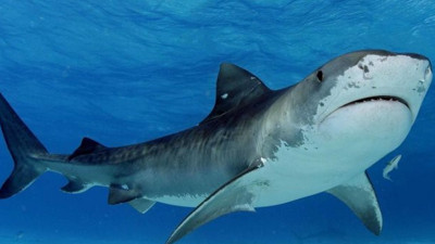 Kadın yüzücüyü köpek balığı öldürdü