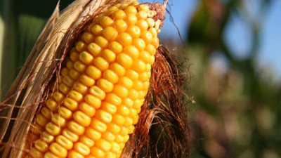 Mısır alım şartları belirlendi