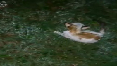 Yavru kediyi canlı canlı yaktılar, Allah belanı versin, hapislerde çürüyesin