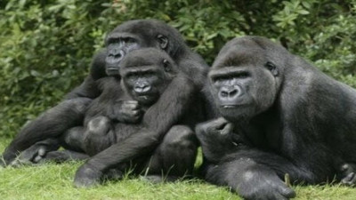 Goril öldürdü 11 yıl hapse çaptırıldı