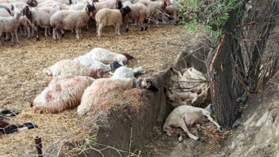 Düşen yıldırım 40 koyunu telef etti