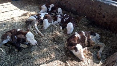Türkiye'de bir ilk! İkiz beklerken beşiz doğurdu