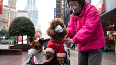 Evcil hayvanlarda korona çıktı: Sahipleri salgına yakalanınca test yapıldı