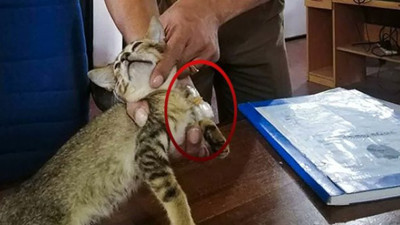 Uyuşturucu kuryesi kedi firar etti