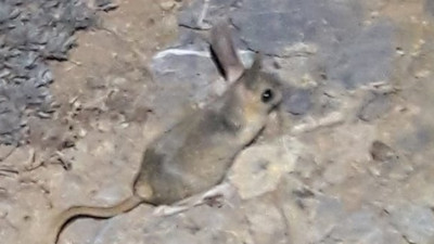 Kahramanmaraş'ta Arap tavşanı görüntülendi