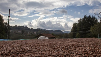 Uzmanından doğru fındık hasatıyla ilgili öneriler