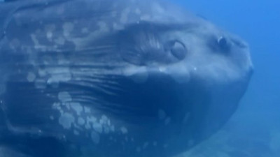 Saros Körfezi'nde görüntülendi