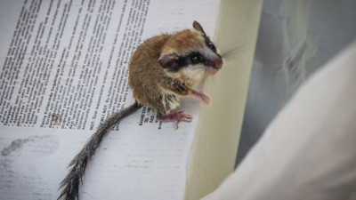 Kedilere yem olmaktan son anda kurtarıldı