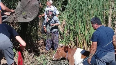 Bataklığa saplandılar! AFAD kurtardı