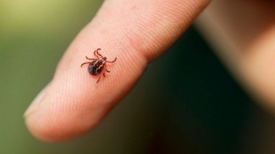 7 il kâbusu yaşıyor! 61 can aldı ama doymuyor