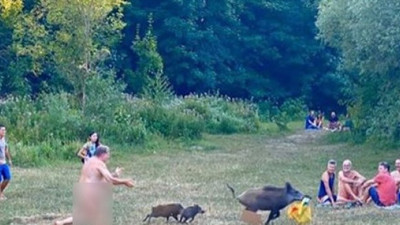 Domuz sürüsü çıplaklar kampını bastı: Çırılçıplak bilgisayarını çalan domuzu peşine düştü