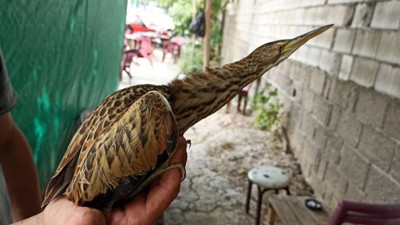 Soyu tükendi sanılıyordu! Balaban kuşu ortaya çıktı!