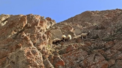 Dağda meleyen koyun sürüsünü itfaiye kurtardı