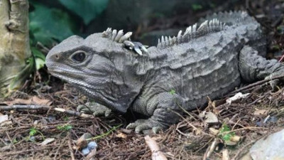 3 gözü var: Yeryüzündeki hiçbir canlıya benzemiyor