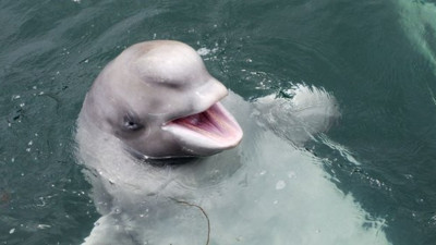 10 yıllık esaretin ardından gelen gülümseme, zalimsin insanoğlu