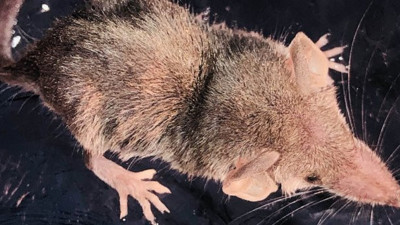 Sivri burun Şanlıurfa'da görüntülendi! 2 gram ağırlığında 5 santim boyunda