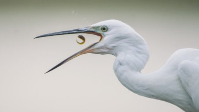 Ak balıkçıl balığı böyle yuttu