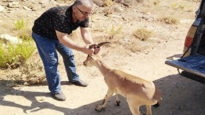 Yılanın ısırdığı yavru dağ keçisi tedavi altında
