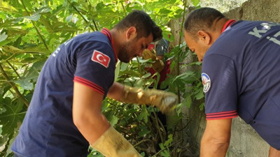 Kaplumbağaları kurtarma operasyonu