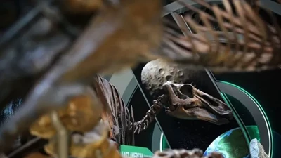 Yeni bir dinazor türü keşfedildi: T-rex'in kuzeni