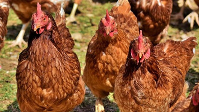 Tavuk kanadında korona virüs çıktı, virüs kıtadan kıtaya böyle geçti