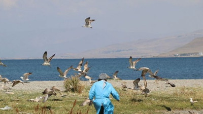 Yazıklar olsun martı ölümlerinin sırrı ortaya çıktı