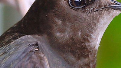 Bir mucize daha gerçekleşiyor, körlüğün ilacı bir kuşun gözyaşında