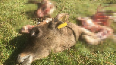 Köylüler gördüklerine inanamadı! Kayıp dananın hazin sonu