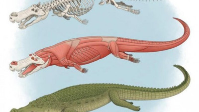 Dişleri muz büyüklüğünde: Dinazor yiyen canlı bulundu