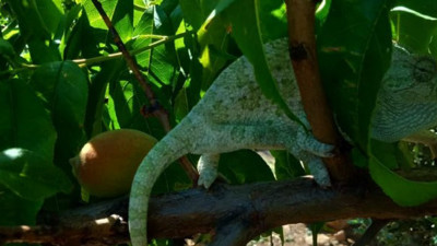 Yolda yürürken bukalemun buldu