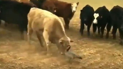 Mangal yürekli kaz 15 ineğe karşı, siz hepiniz ben tek