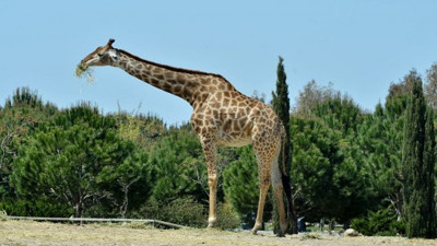 İzmir Doğal Yaşam Parkı'nın simge ismi Zarife hayatını kaybetti