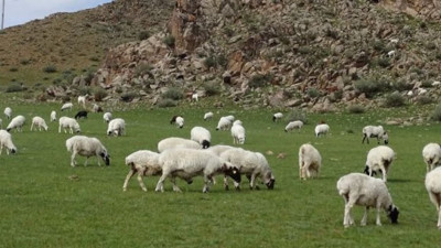 Jandarma'dan koyun operasyonu